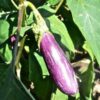 eggplant-tsakoniki-seeds-2