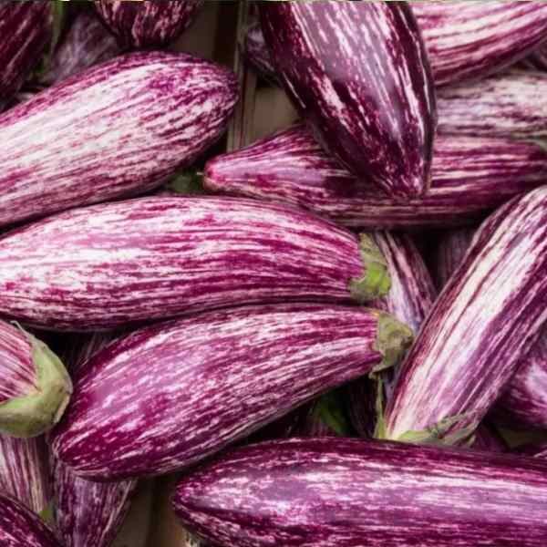 eggplant-tsakoniki-seeds-3 eggplant-tsakoniki-seeds-3