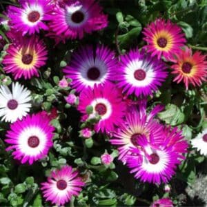 Livingstone Daisy