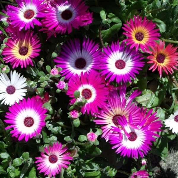 flower-livingstone-daisy-seeds flower-livingstone-daisy-seeds