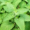 herb-catnip-seeds-3