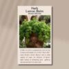 lemon-balm-front