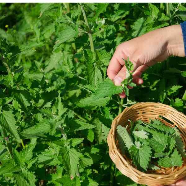 lemon-balm-seeds-2 lemon-balm-seeds-2