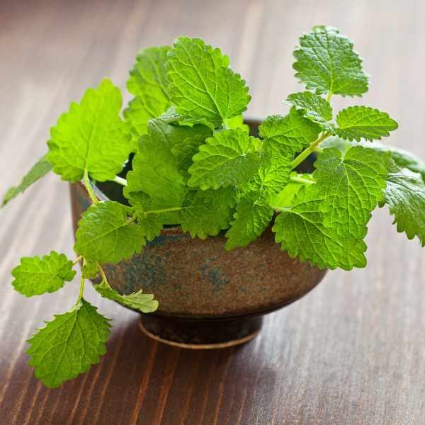 lemon-balm-seeds lemon-balm-seeds