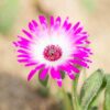 livingstone-daisy-seeds-2