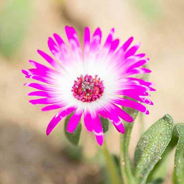 livingstone-daisy-seeds-2 livingstone-daisy-seeds-2