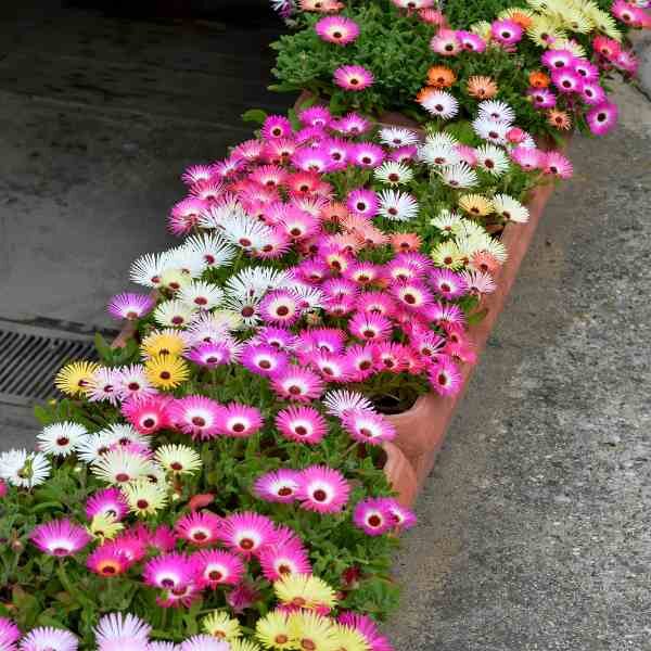 livingstone-daisy-seeds-3 livingstone-daisy-seeds-3