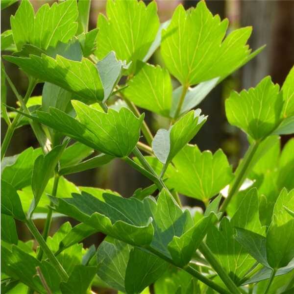 lovage-seed lovage-seed