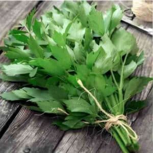 Lovage