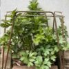 lovage-seeds-9