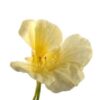 nasturtium-yeti-cream-seeds-5