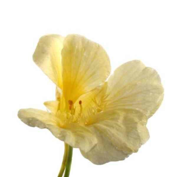 nasturtium-yeti-cream-seeds-5