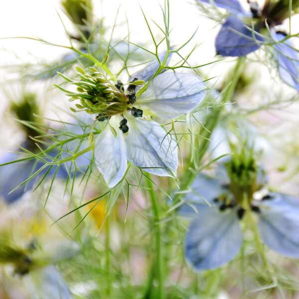 nigella-miss-jekyll-blue-seeds-3 nigella-miss-jekyll-blue-seeds-3
