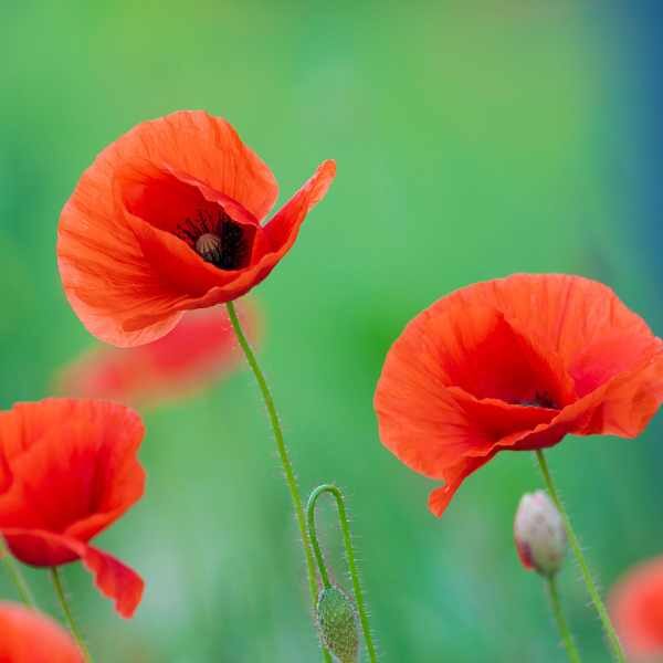 poppy-flanders-seeds-3 poppy-flanders-seeds-3