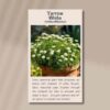 yarrow-fronr