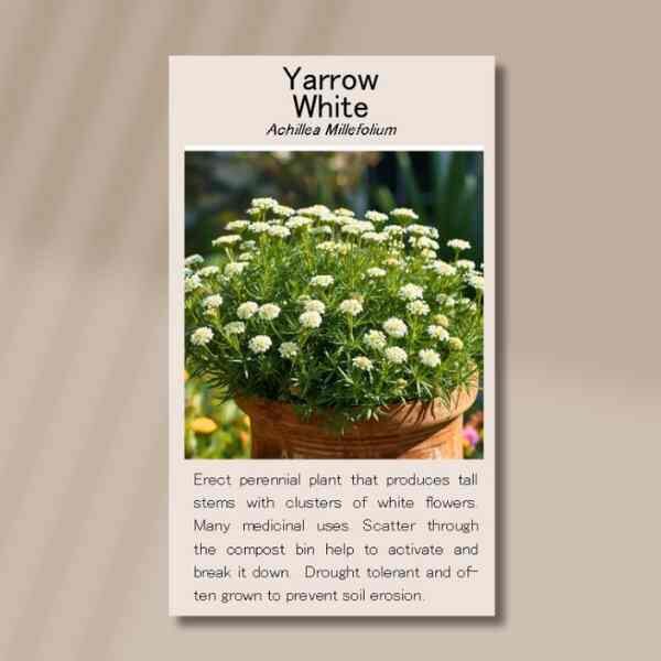 yarrow-fronr yarrow-fronr