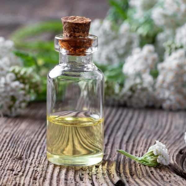 yarrow-seeds-2 yarrow-seeds-2