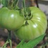 aunty-ruby-green=tomato (1)