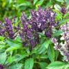 basil-anise-seeds-2