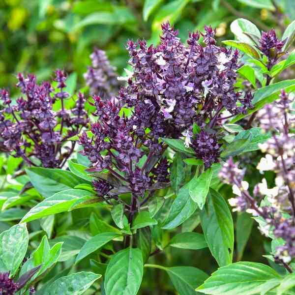 basil-anise-seeds-2 basil-anise-seeds-2