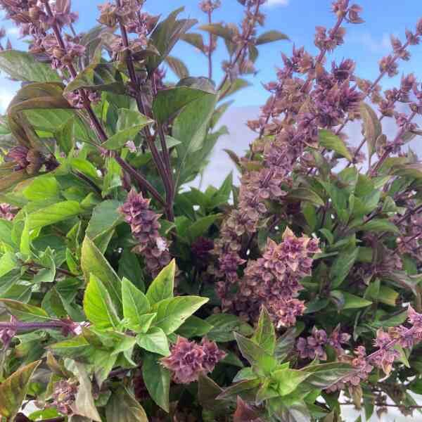 basil-anise-seeds-4 basil-anise-seeds-4