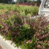 basil-anise-seeds-5 (1)