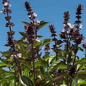 Basil Cinnamon