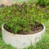 basil-cinnamon-seeds-3