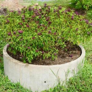 basil-cinnamon-seeds-3