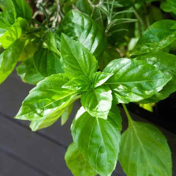 basil-genovese-seeds-2 basil-genovese-seeds-2