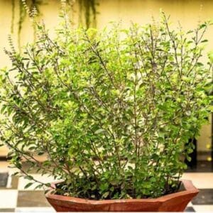 Basil Holy Green