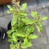 basil-holy-green-seeds-1
