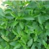 basil-holy-green-seeds-2