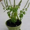 basil-holy-green-seeds-3