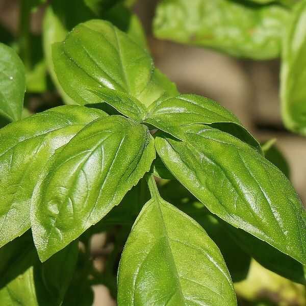 basil-lemon-seeds basil-lemon-seeds