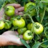 beefsteak-aunty-ruby-seeds