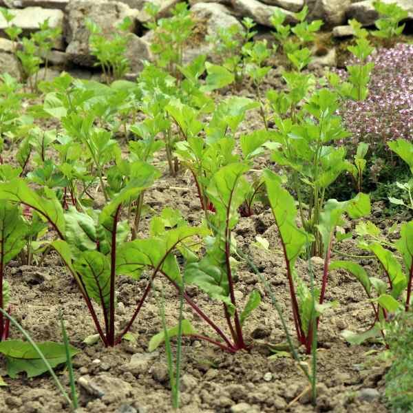 beetroot-early-wonder-seeds-3 beetroot-early-wonder-seeds-3