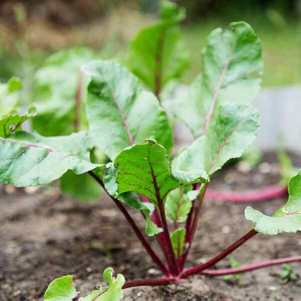 beetroot-early-wonder-seeds-4 beetroot-early-wonder-seeds-4