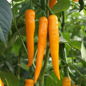 Chilli Bulgarian Carrot