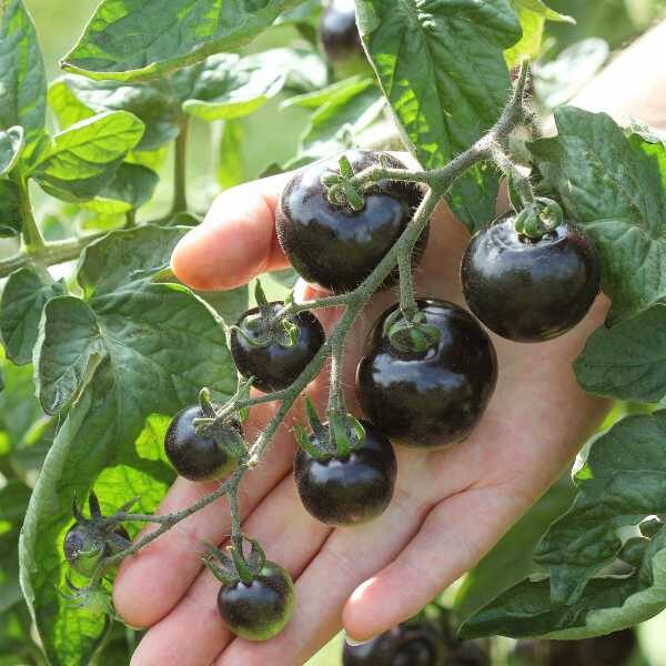 cherry-black-tomato-seeds-2 cherry-black-tomato-seeds-2