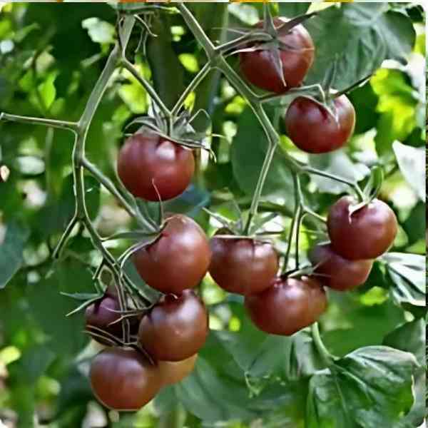 cherry tomato cherry black seeds 7