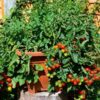 cherry-tomato-cherry-cocktail-seeds-3