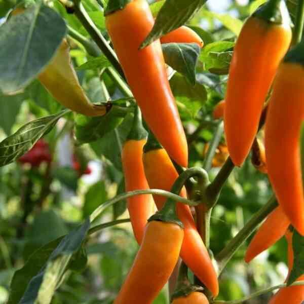 chilli-bulgarian-carrot-seeds-1 chilli-bulgarian-carrot-seeds-1