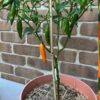 chilli-bulgarian-carrot-seeds-2