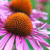 echinacea-seeds-2