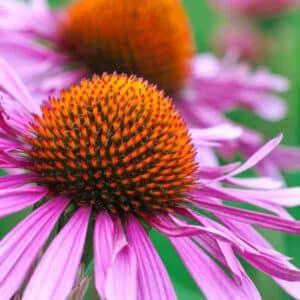 echinacea-seeds-2