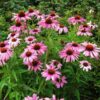 echinacea-seeds-4