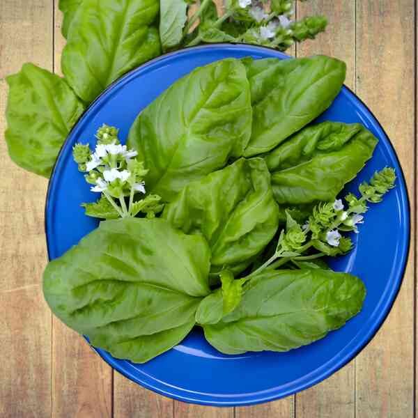 herb-basil-lettuce-leaf-seeds-6 herb-basil-lettuce-leaf-seeds-6