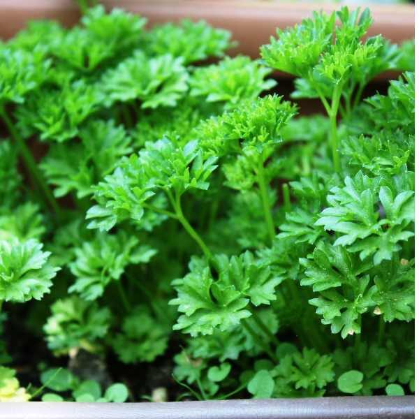 herb-parsley-seeds a close up view of parsley triple curl