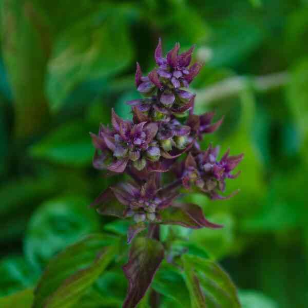 herb-thai-basil-seeds-1 herb-thai-basil-seeds-1